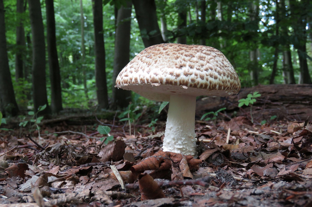 Ce champignon parasite prend le contrôle du cerveau d'une fourmi et en fait un zombie au service de sa reproduction